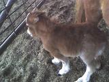 Baleys Baby