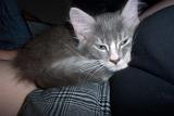 Cats