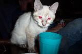 Picture 0372