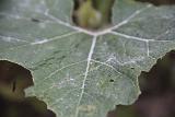 IMG 5920