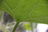 IMG 5921