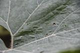 IMG 5924