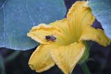 IMG 5929