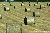 Harvest