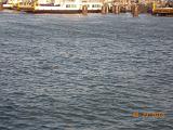 DSCN0982