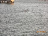 DSCN0991