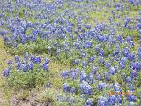 bluebonnet 2013