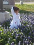 bluebonnet 2014
