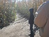 corn maze 2011