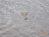 DSCN1587