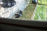 Picture 0109