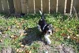daisy1