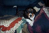 daisy2