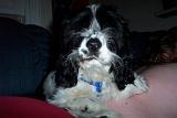 dixie