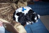 dixie couch