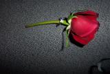 ring flower2