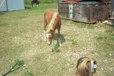 Picture 0106