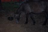 Picture 0367