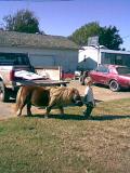Image004[3]