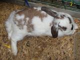 rabbits