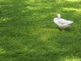 DSCN3993