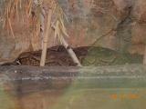 DSCN0433