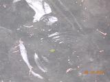 DSCN0448