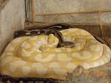 snake farm july 2013