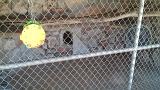 snake farm oct 2011