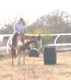 barrel horse