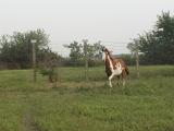 pa060016