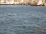 DSCN0983