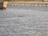 DSCN0990