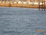 DSCN0997